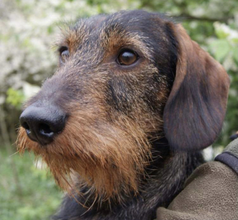 working wire haired dachshund
