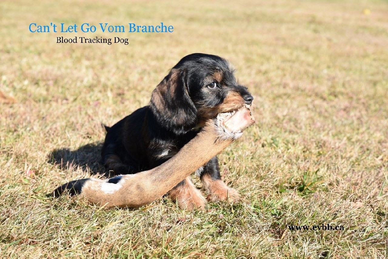 Chiot Teckel poil dur